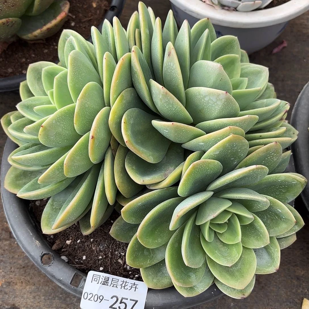 夜**央同温层多肉旋凤257