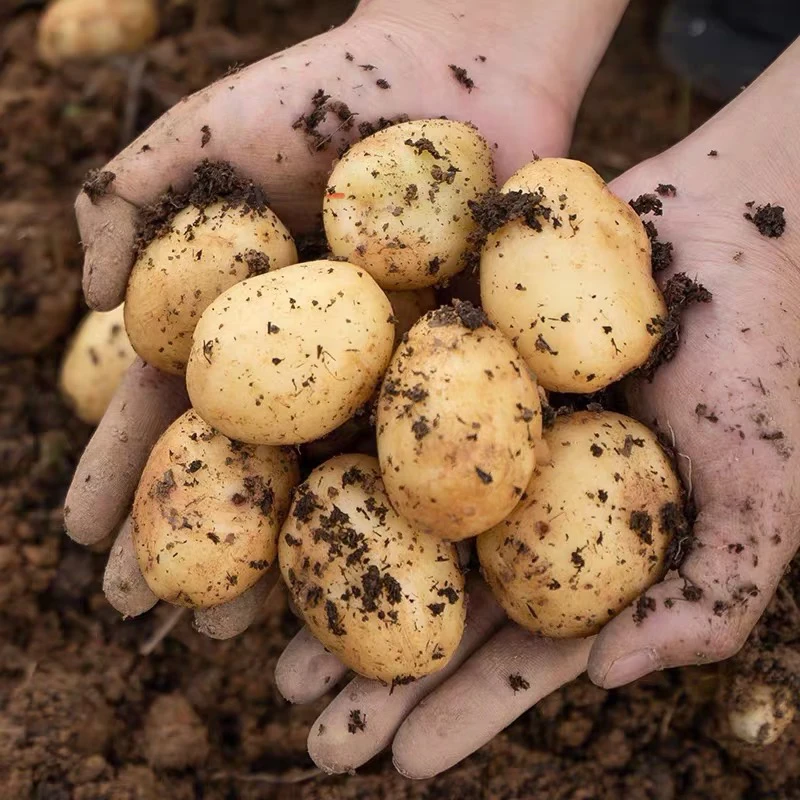[带箱16斤]鸡蛋大小奉节现挖黄心土豆  粉糯可口 可做锅巴土豆
