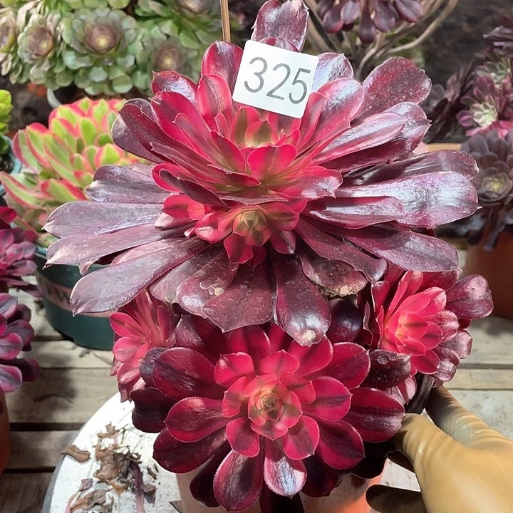 美杜莎325法师多肉