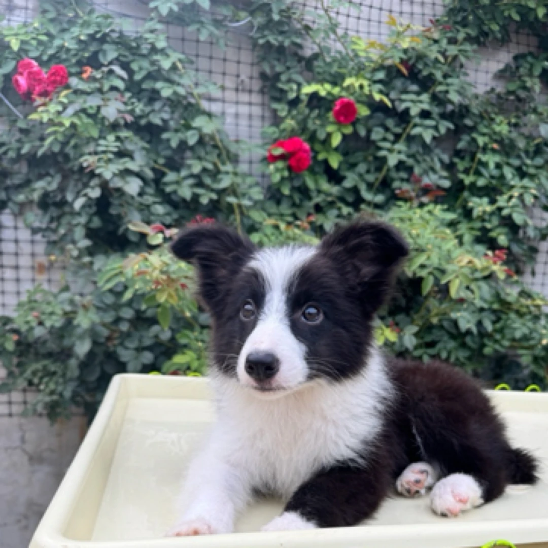 黑白边牧妹妹大围脖可爱甜美温顺边境牧羊犬