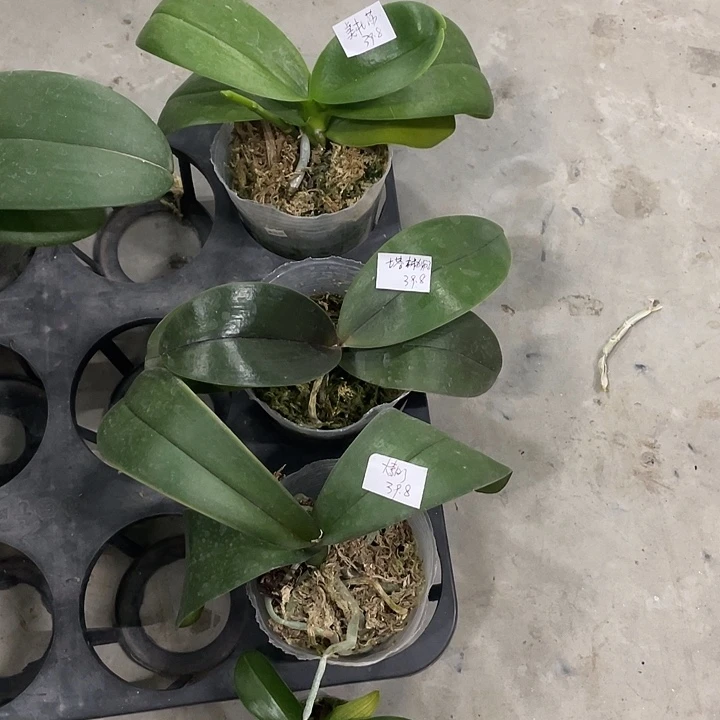 完全开放拯救塔林狮子➕美杜莎➕大麦町送樱桃象耳4不售后