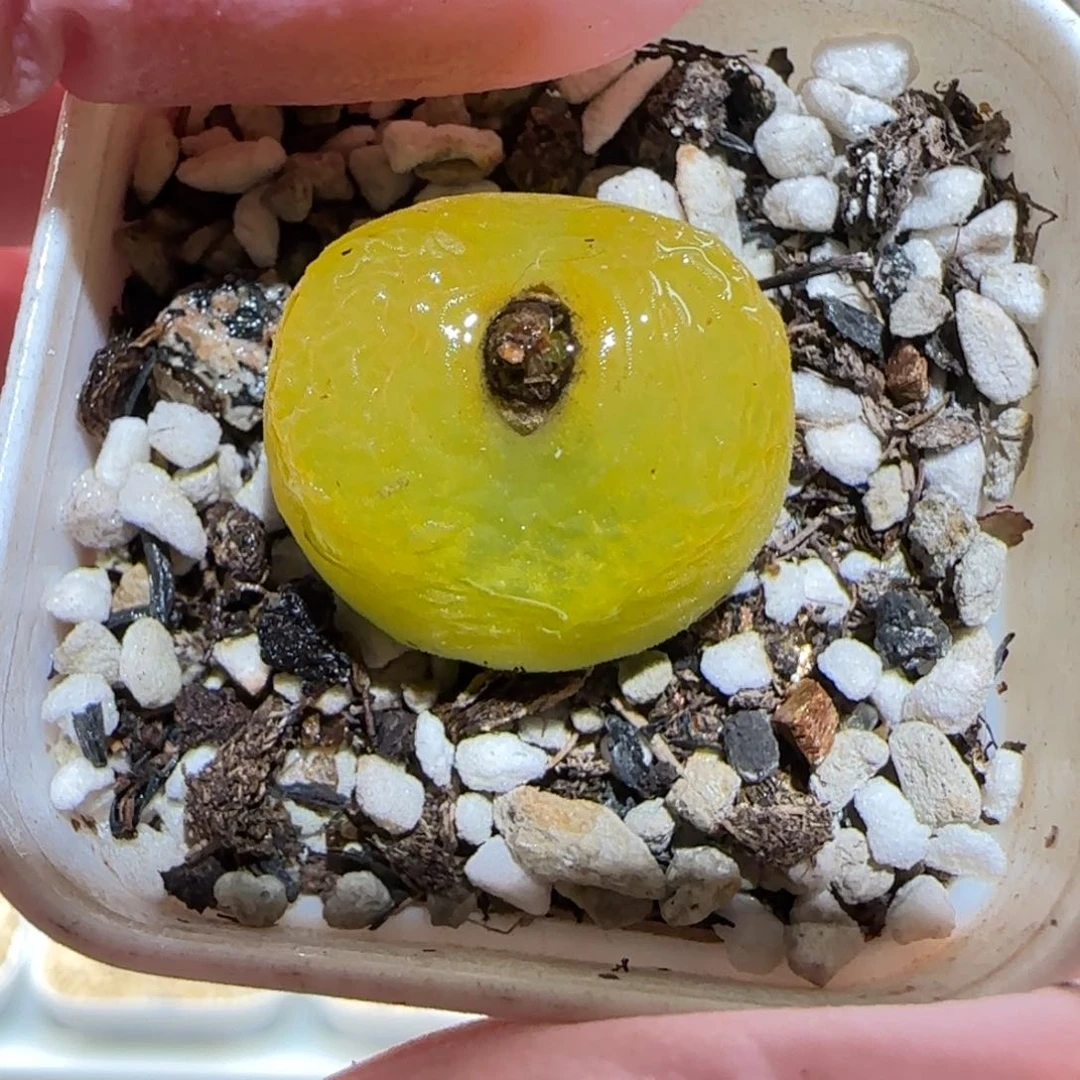 肉锥多肉植物百科-244