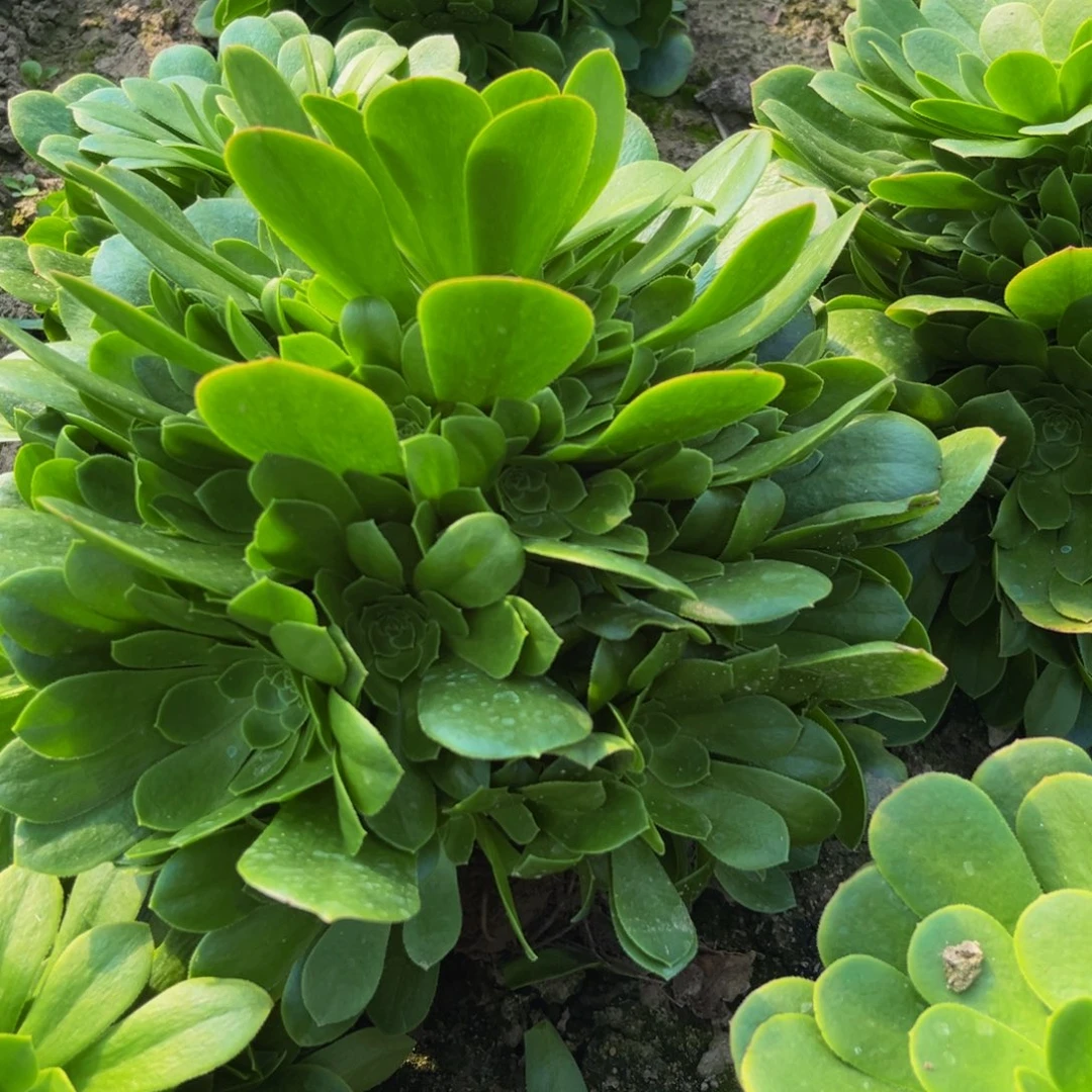 绿羊绒多肉植物捧花的