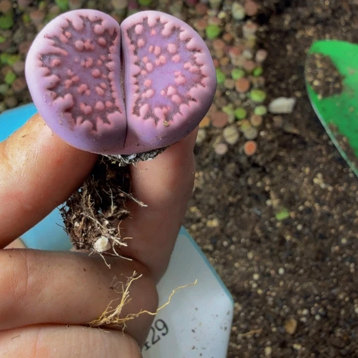 凉**梦多肉葡萄的季节性好429