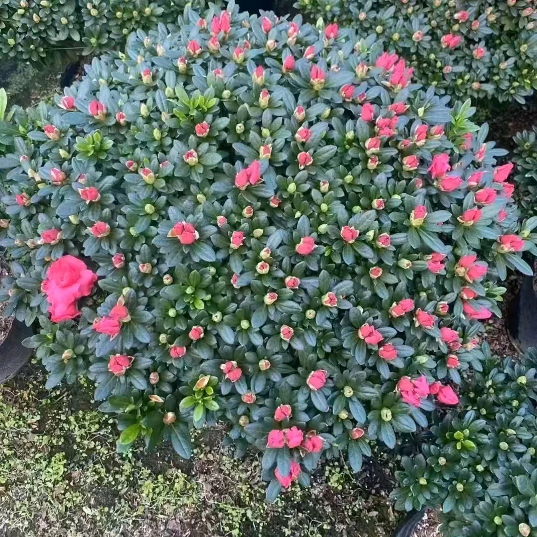 精品杜鹃花大颗带苞四季开花室内外阳台好养活绿植