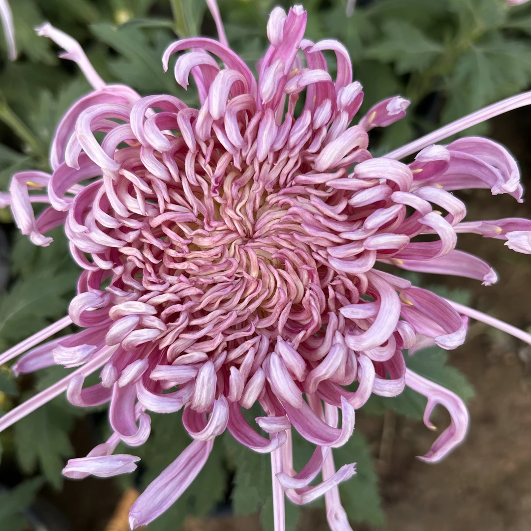 粉月衫（精品九月大菊）基地直发