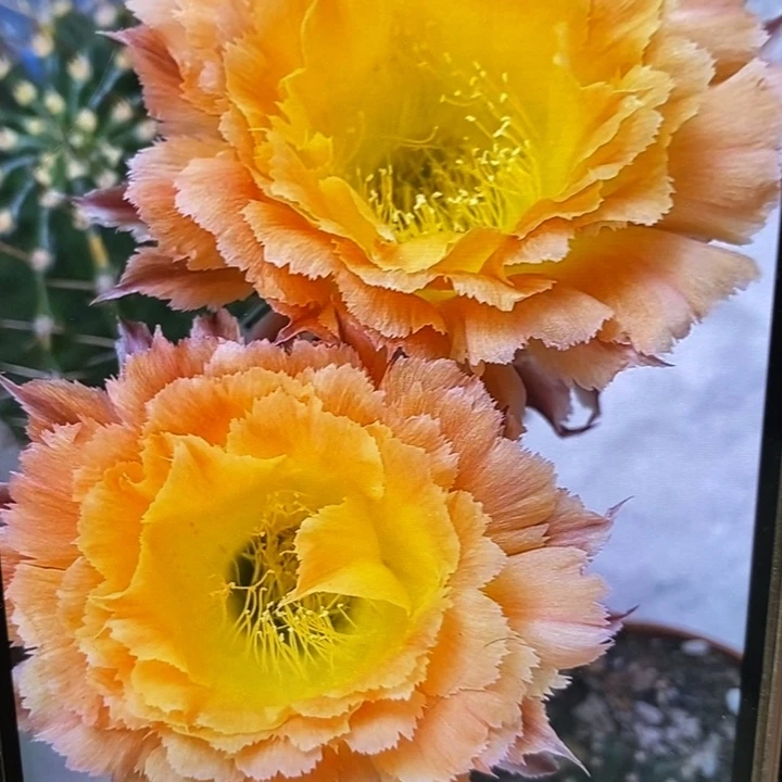 香香橙黄羽毛侧芽2公分左右
