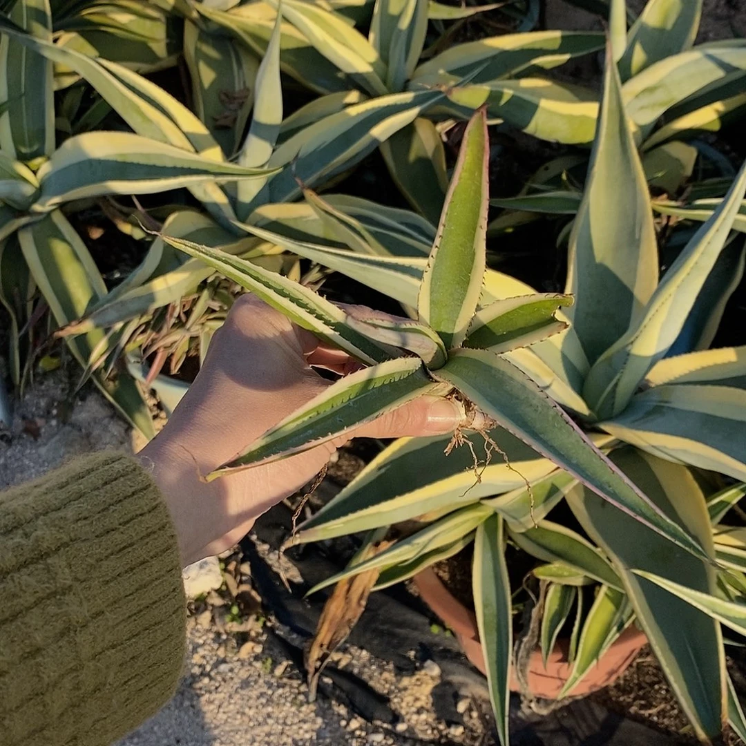 翠玉龙锦冠幅10-15公分一颗