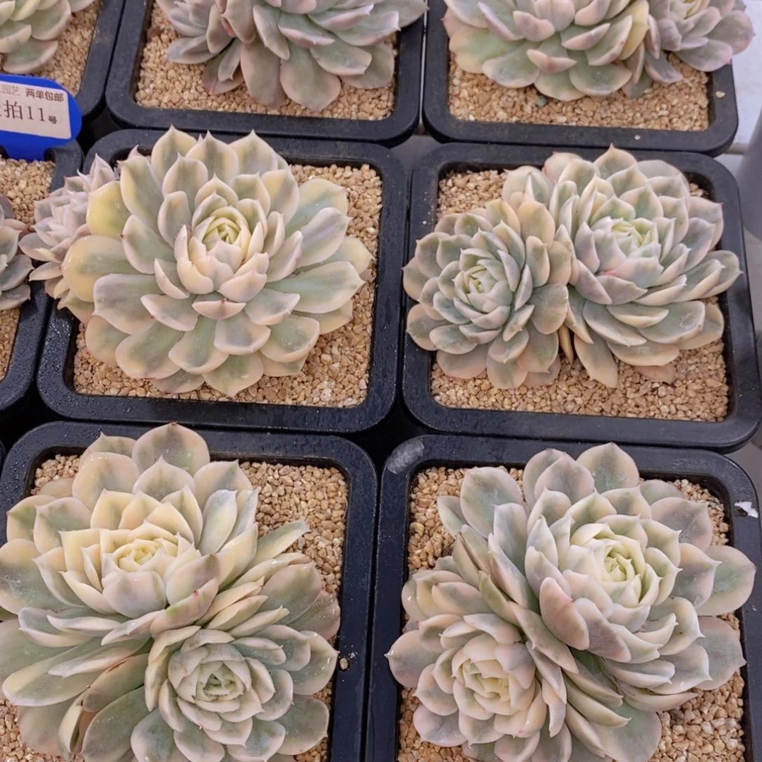 量拍11号 母本昂斯诺锦双头一个