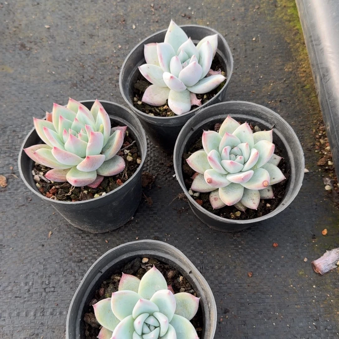 卡罗拉四颗量拍1-12