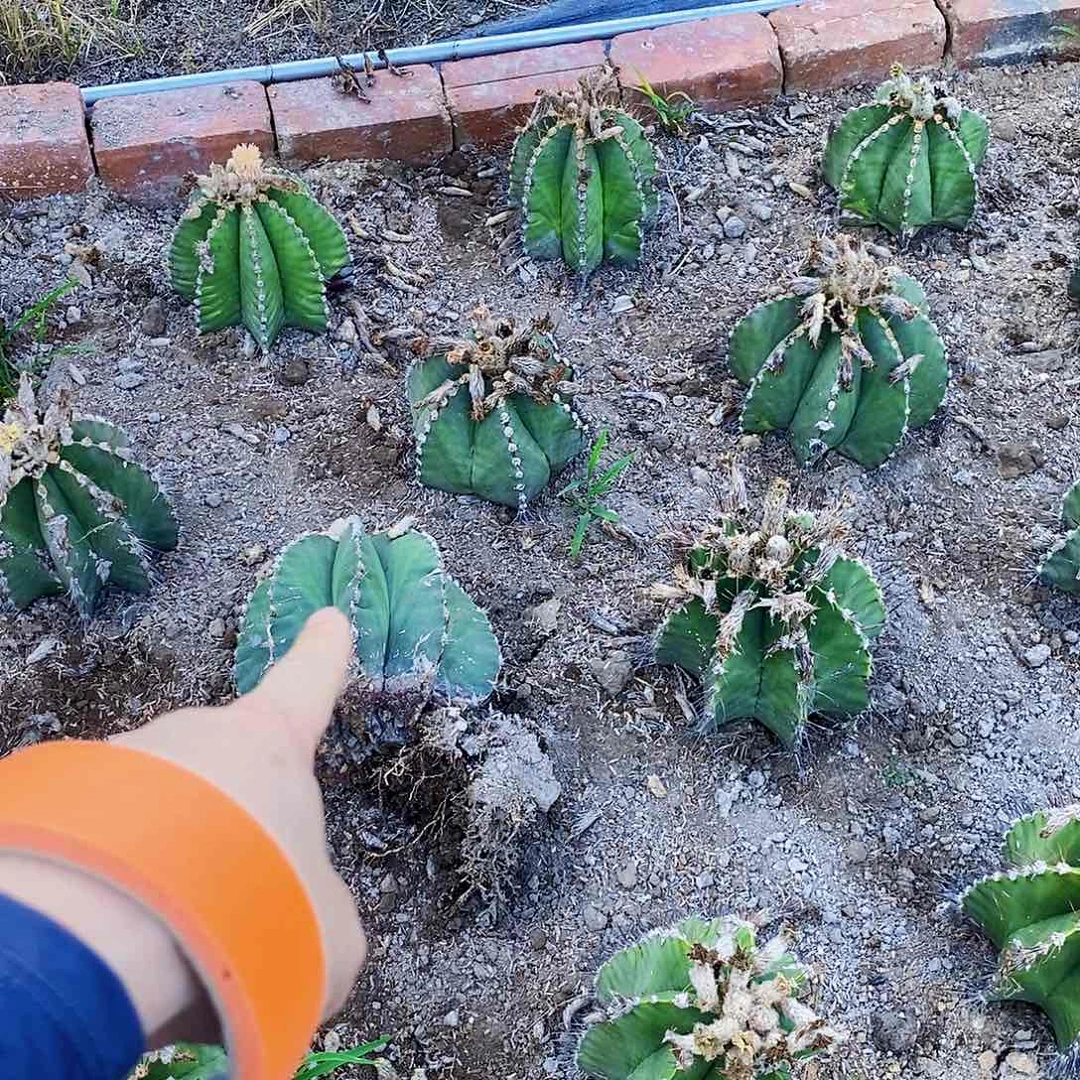 无花朵？*明00000000000000000