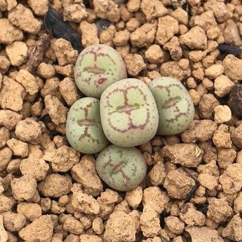 多肉肉锥 白花猴脸