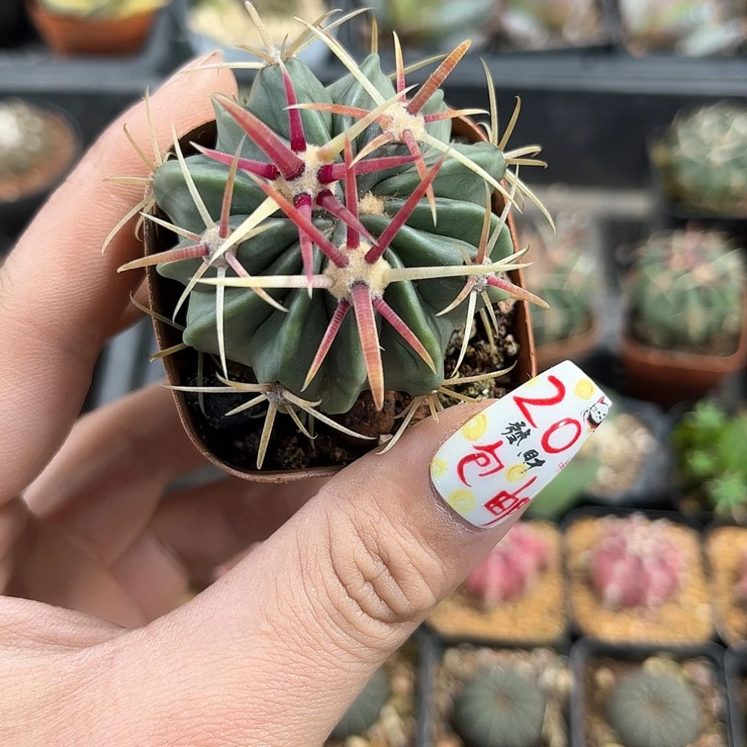 宽刺日出单头发货有根