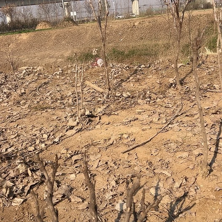 金***语完全开放魏紫多枝条