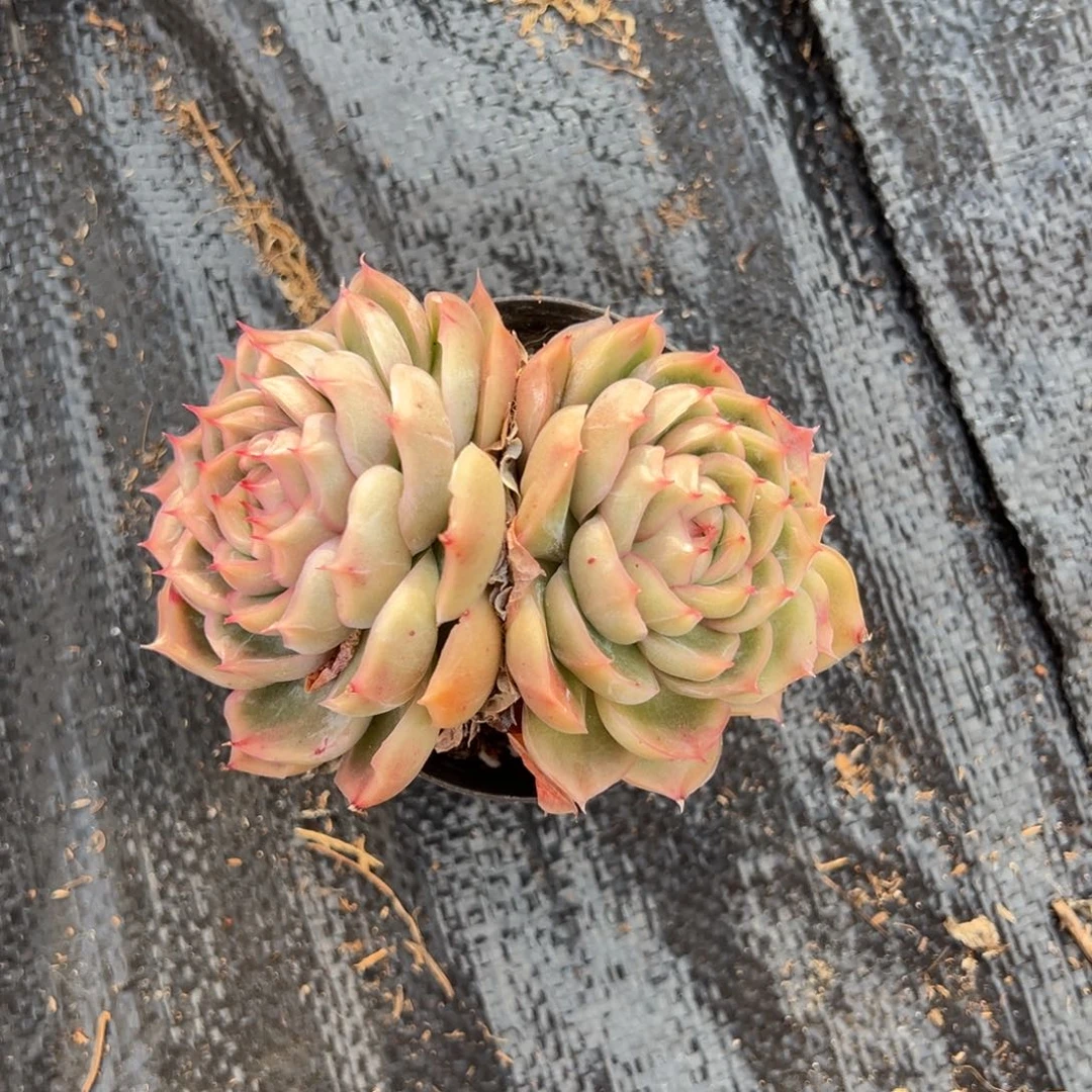 可***馨惊鸿贝贝双头1颗，一物一拍