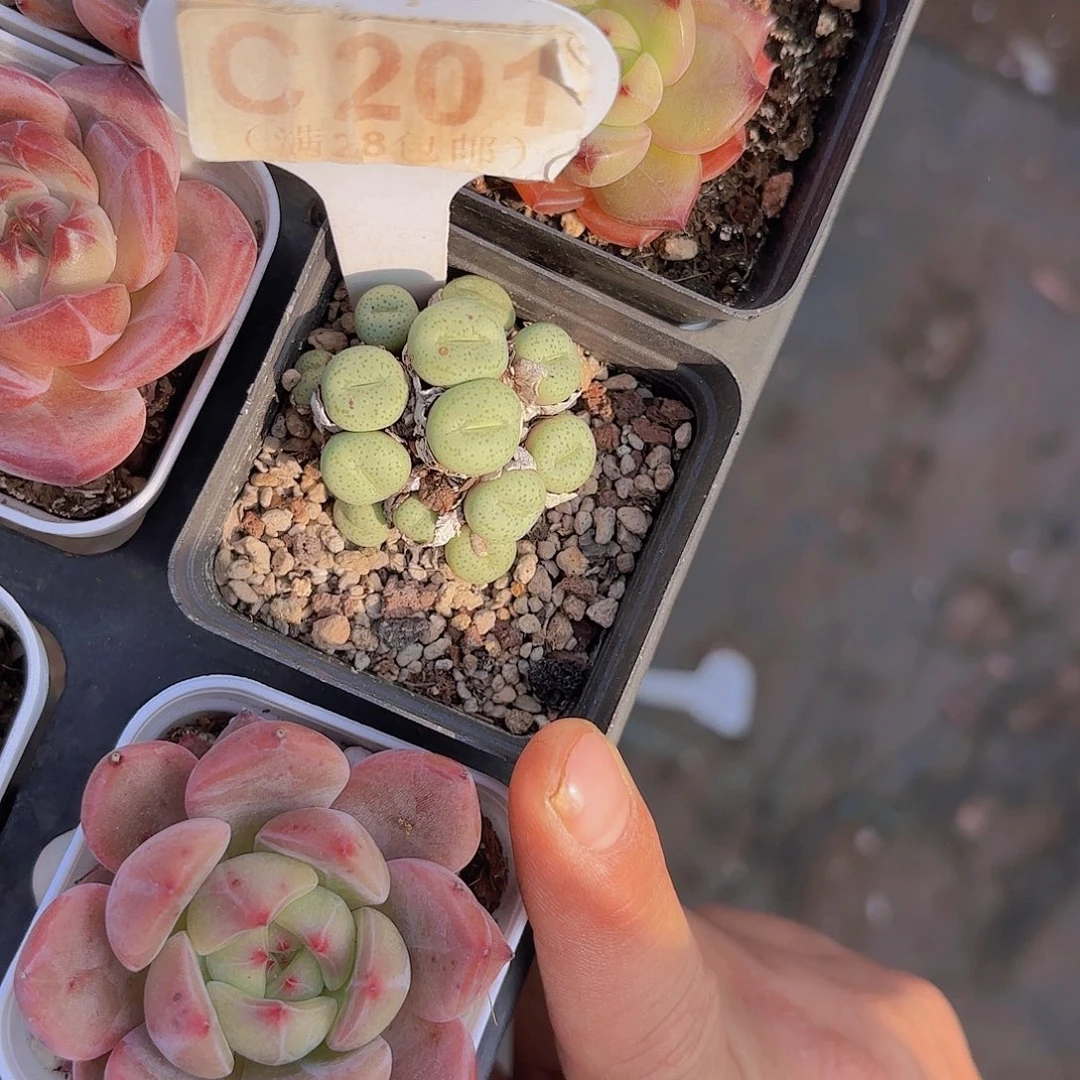 C201番杏一物一拍