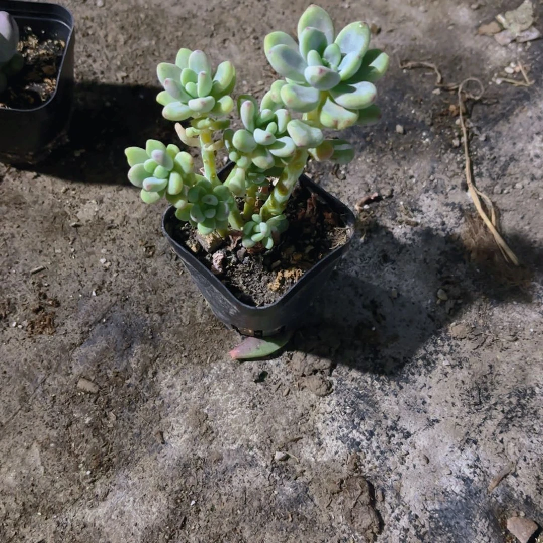 6.5cm新疆包邮劳尔福利