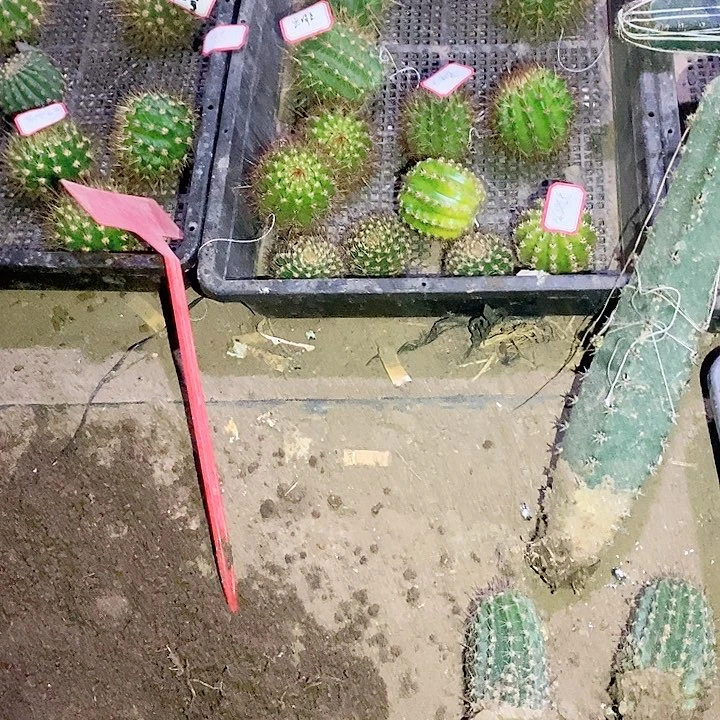 默*语立夏仙人球毛花柱