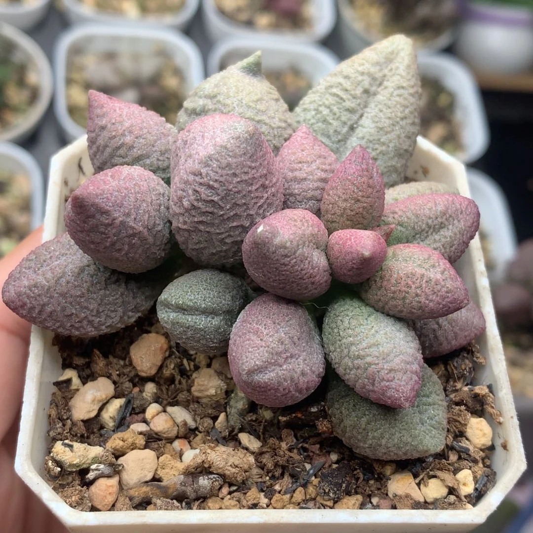 134腹部系 7方盆包邮