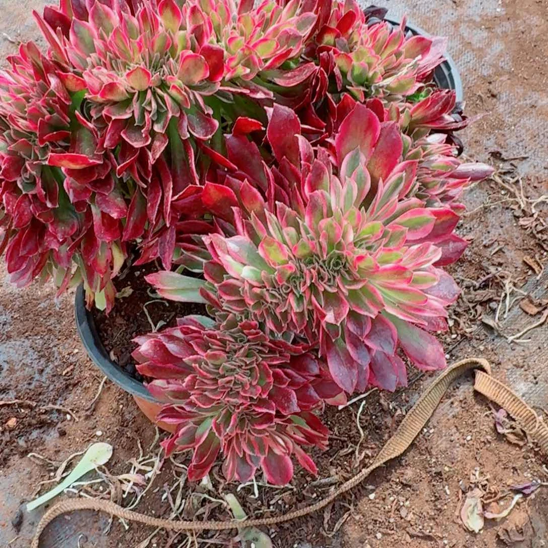 你266 号多肉法师植物特价活动