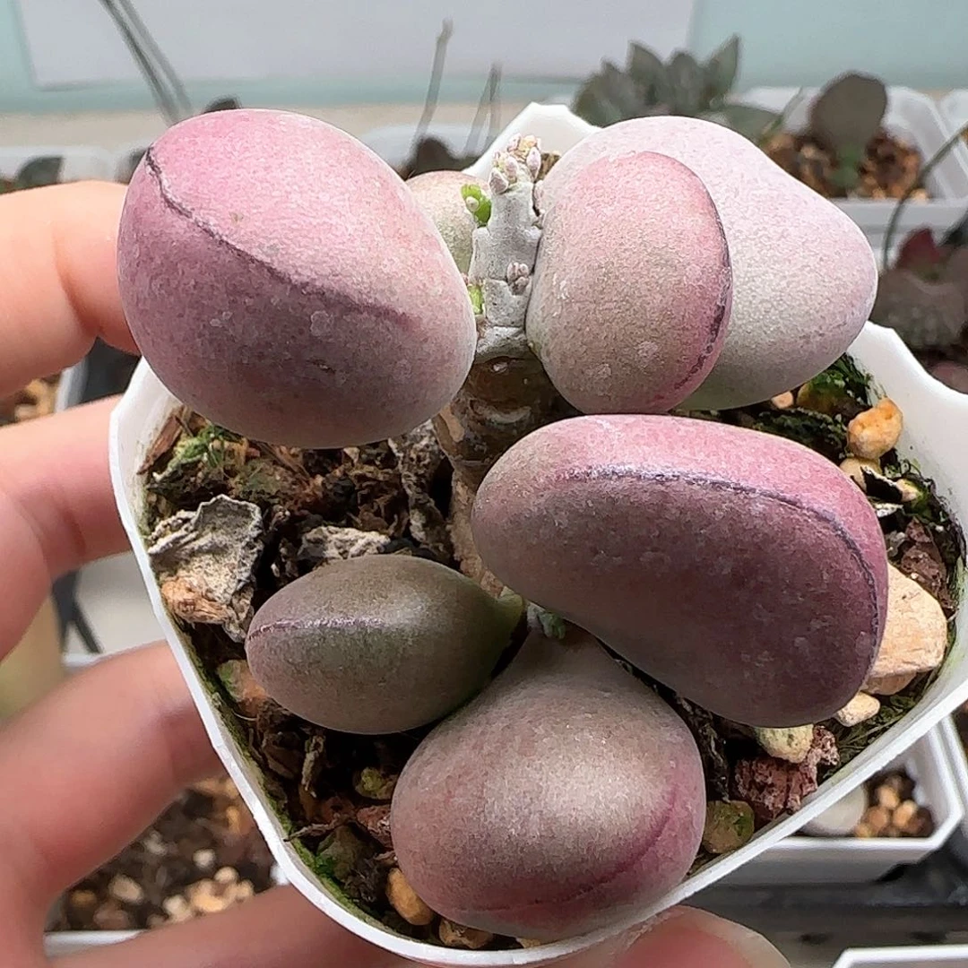 球球紫蛋水泡多肉