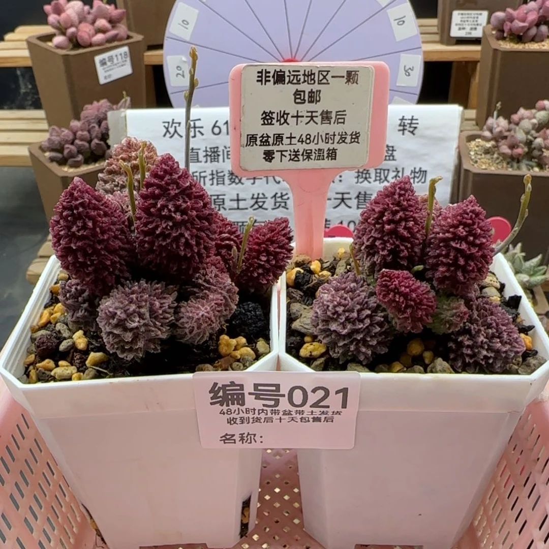 加****油021朱紫玉多肉植物两颗