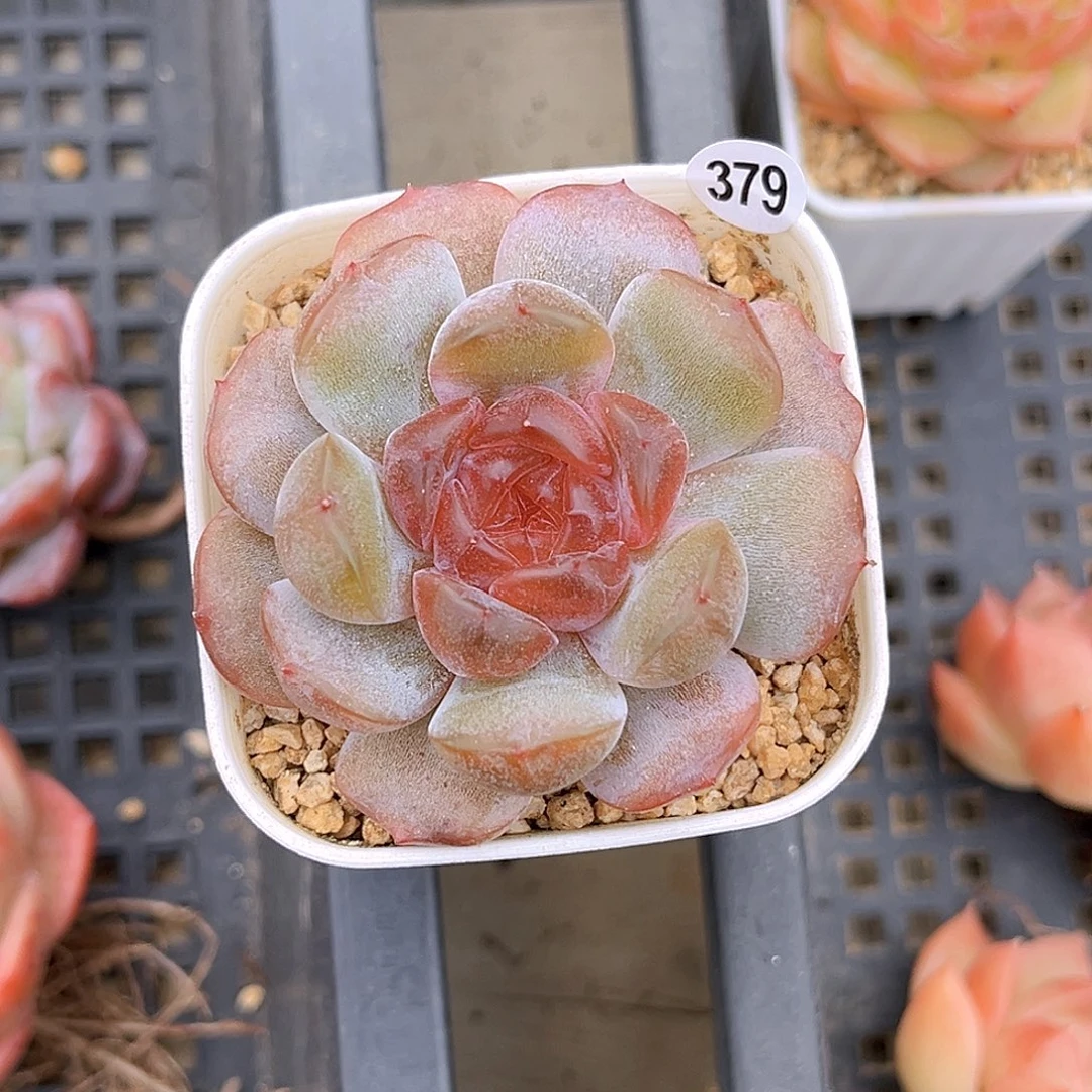 379 一物一拍多肉 枣泥