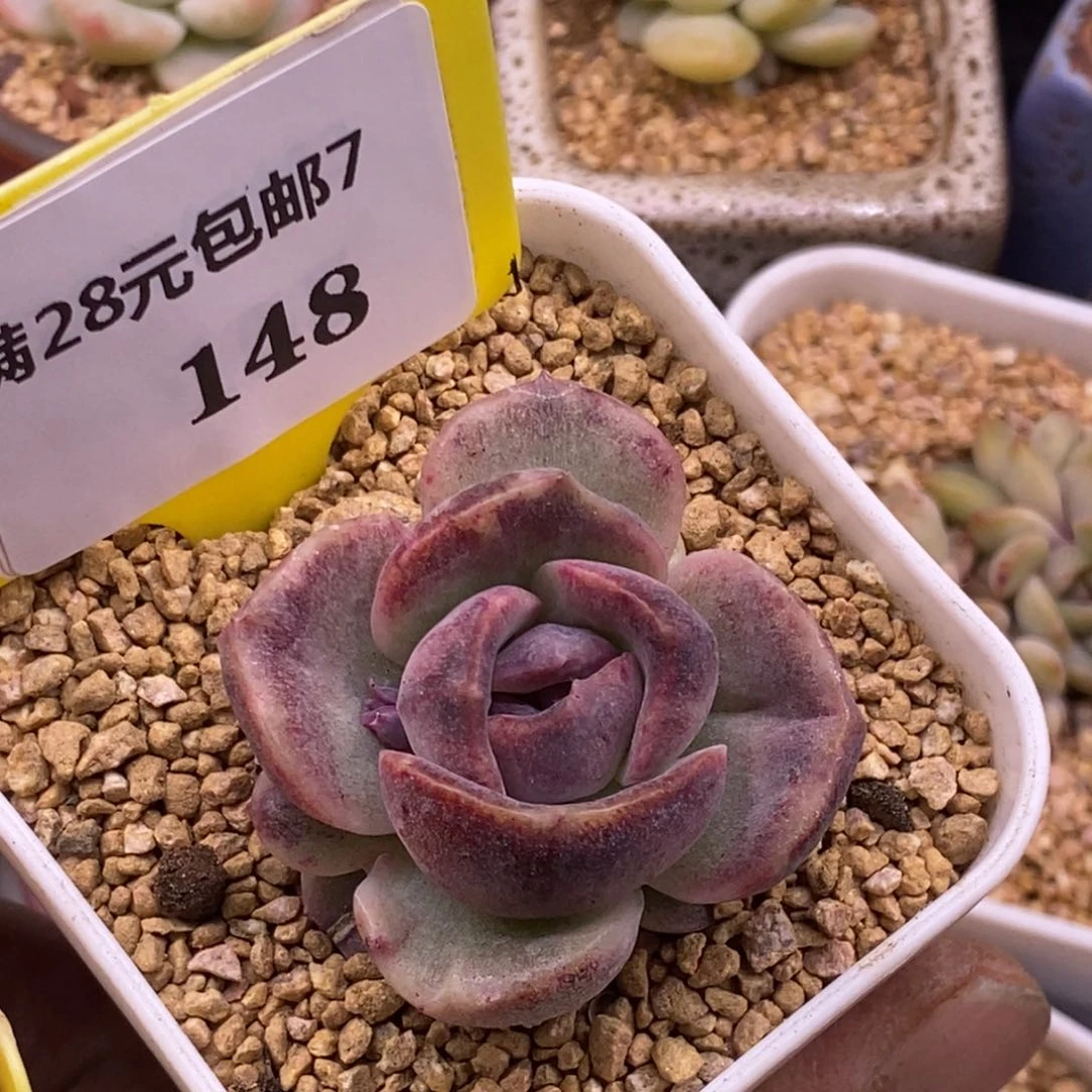 7148蓝莓石化单头多肉植物