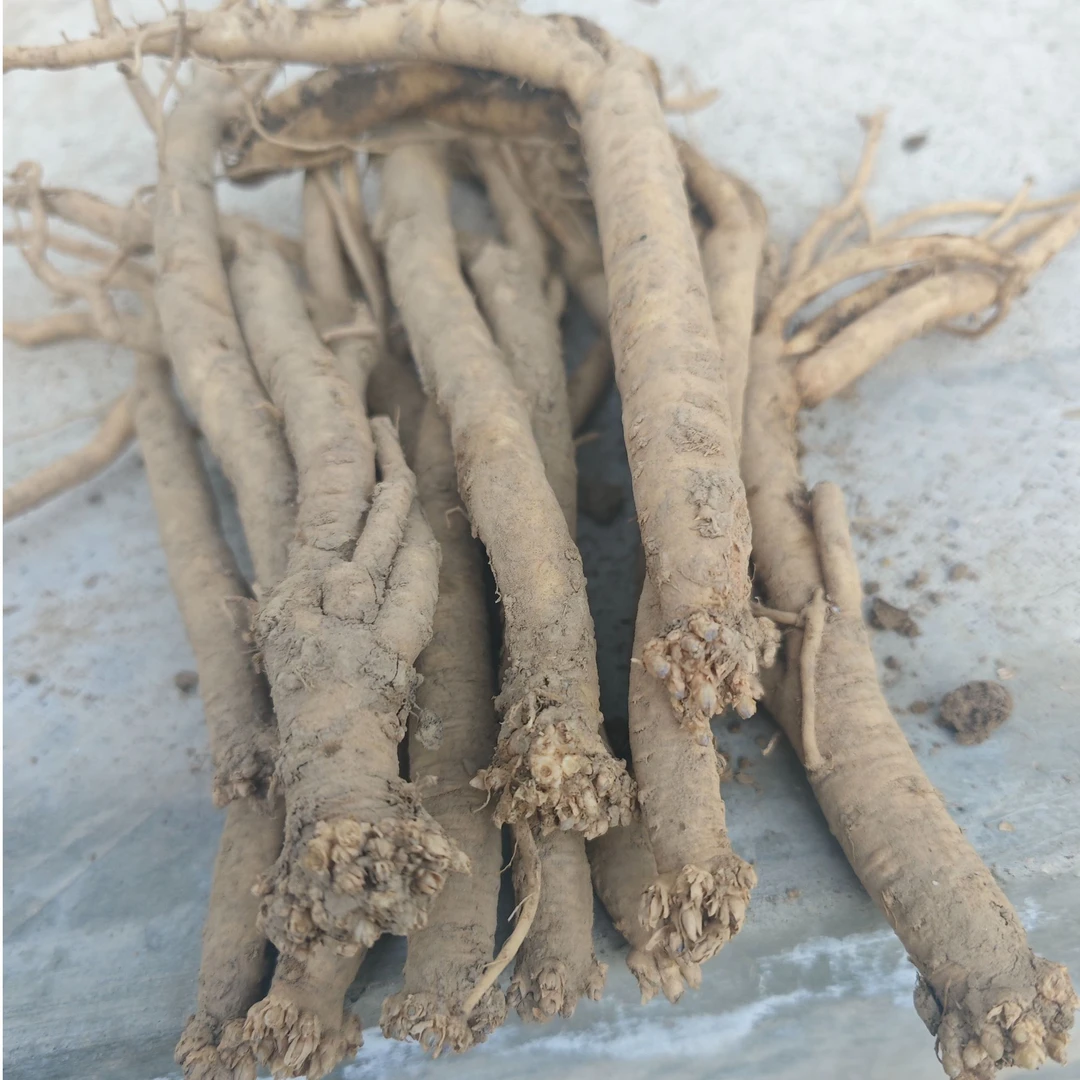 甘肃渭源黄芪白条党参鲜货！无添加。