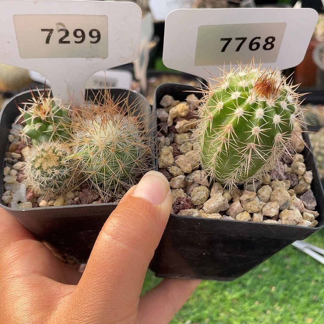 7299 和 7767 一起实生裸根发货