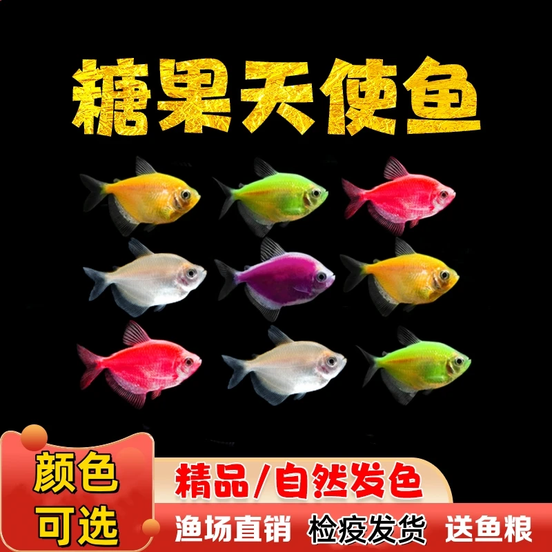 五彩耐活荧光天使鱼七彩糖果色虎斑好看耐养好养活小型热带观赏鱼