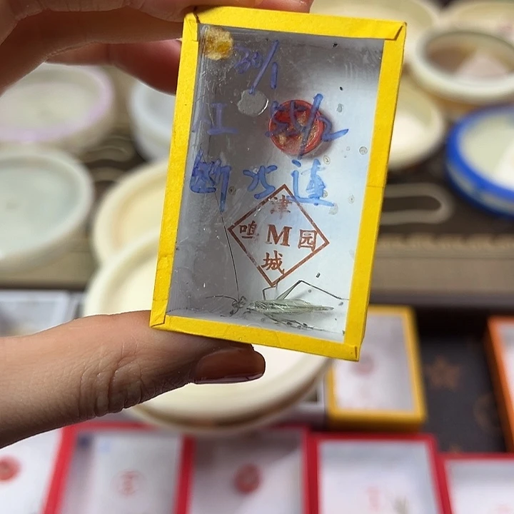 断须黑紫竹岭一只包邮