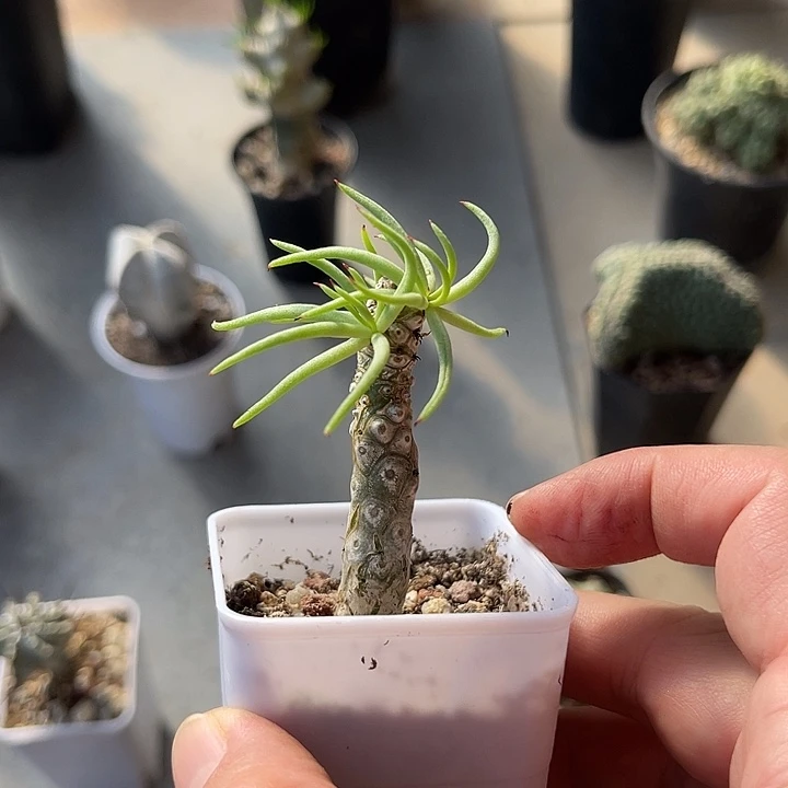无花朵白象奇峰锦