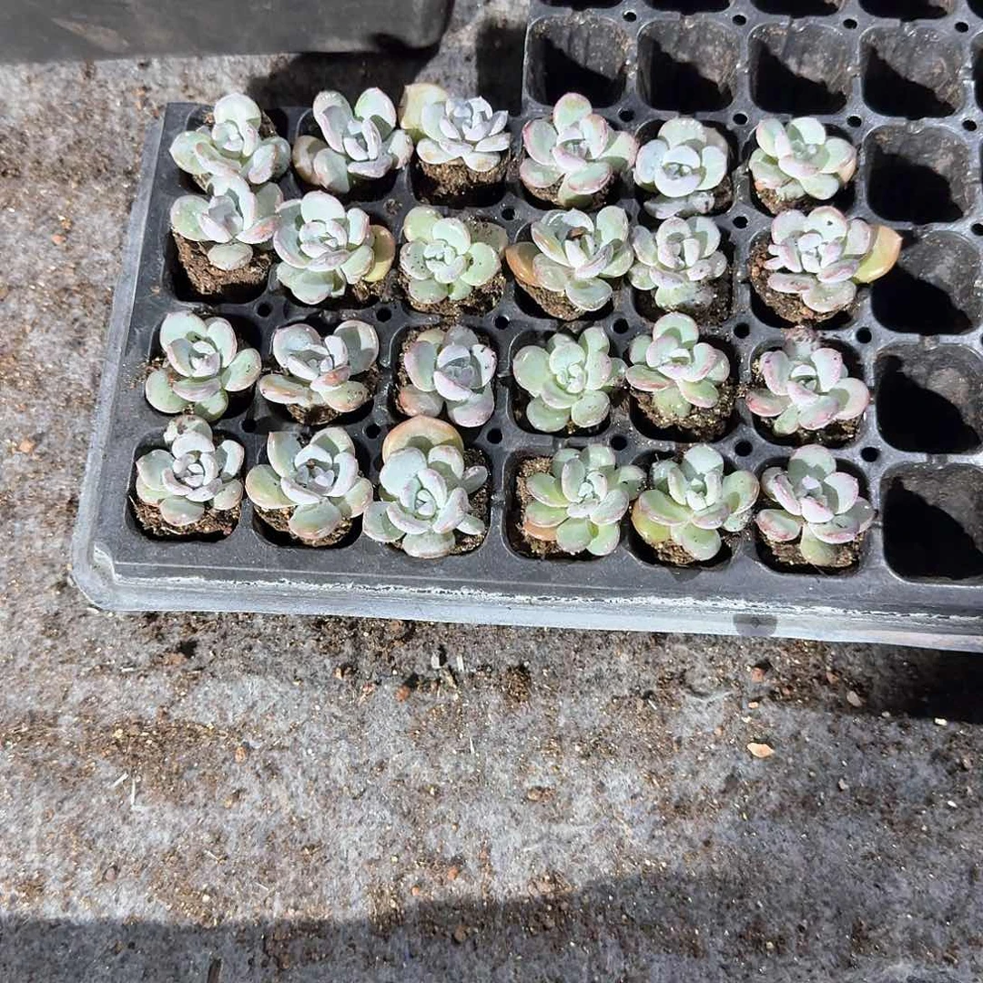 小时候一物一拍专拍