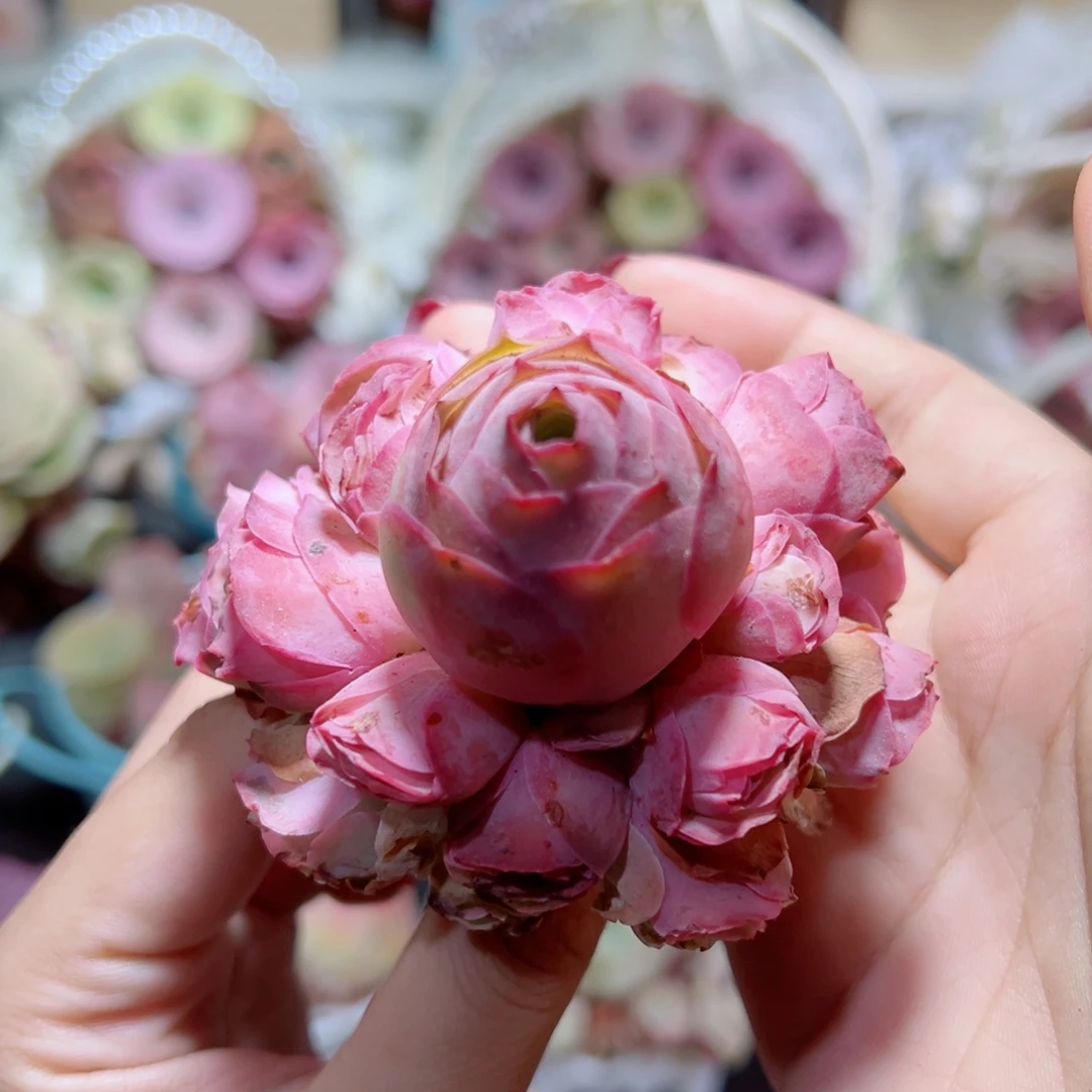 517粉色梦境手捧花。