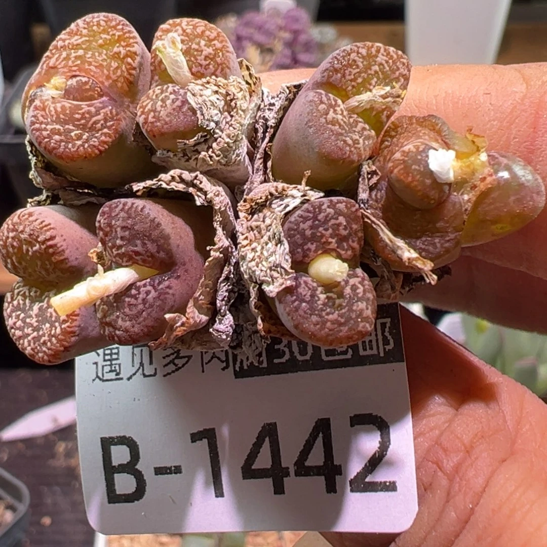 多肉植物1111111111111
