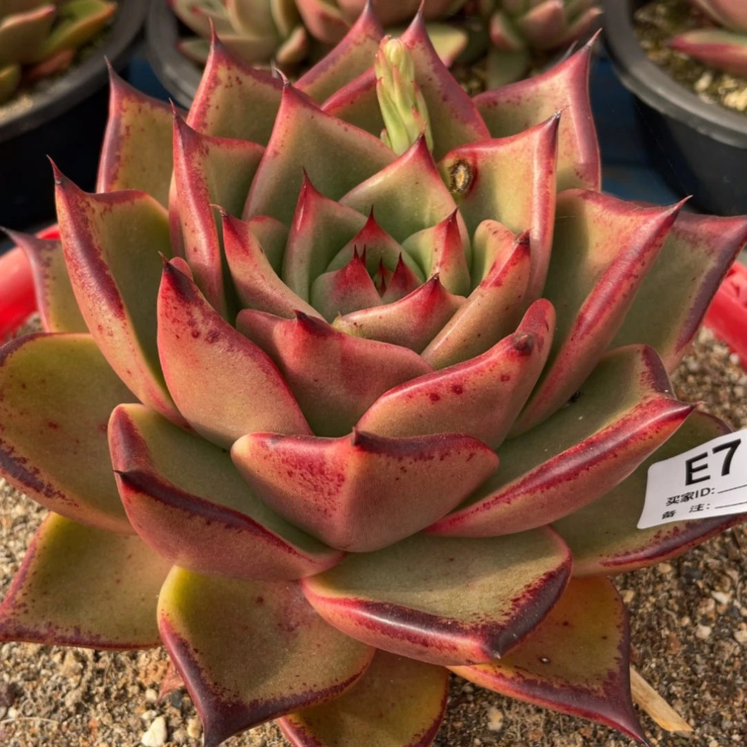 无花朵若如东云组拍E770