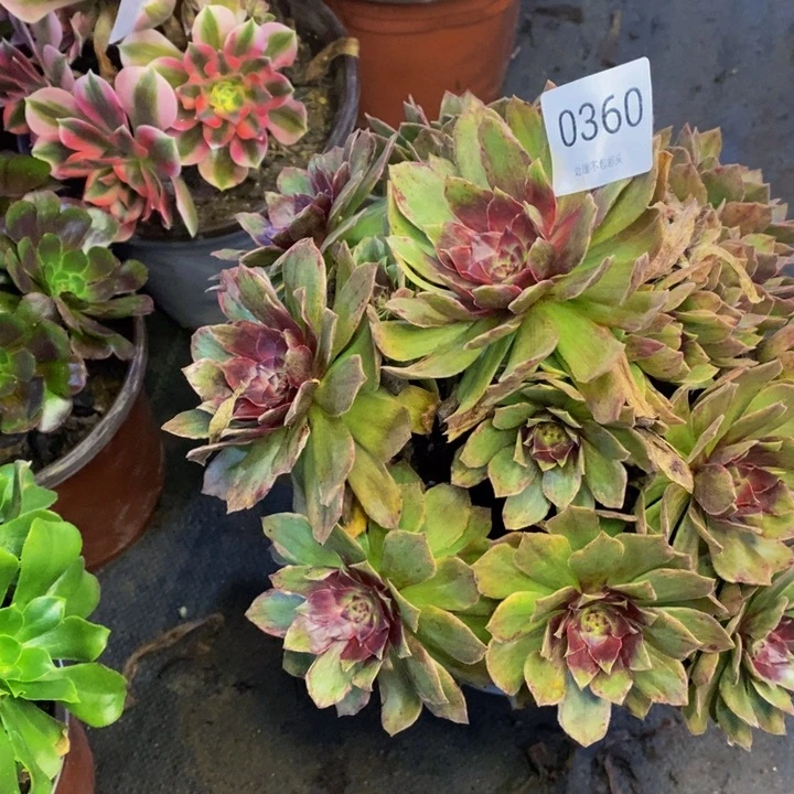 红丝绒多肉断头不包0360