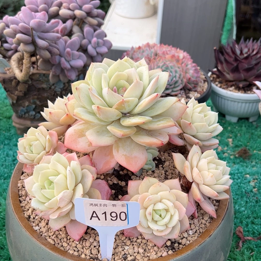 无花朵恋曲手捧，，，，，，，，，，，，，，，，