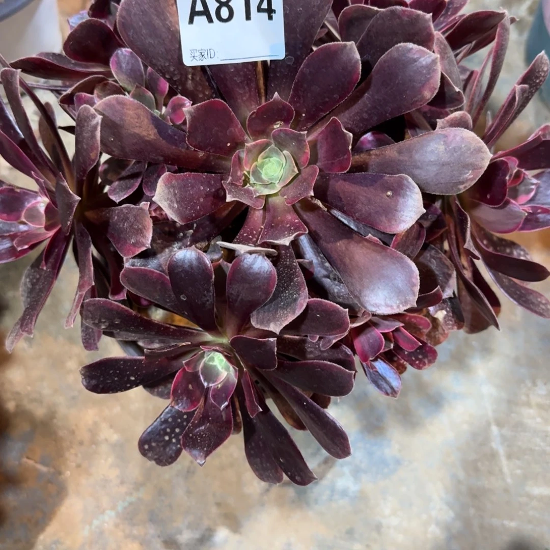 听***宿金丝雀一物一拍814