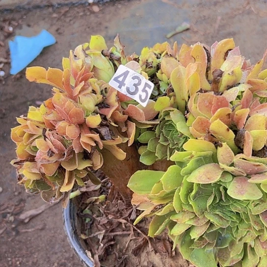 六***祥多肉植物一个法师