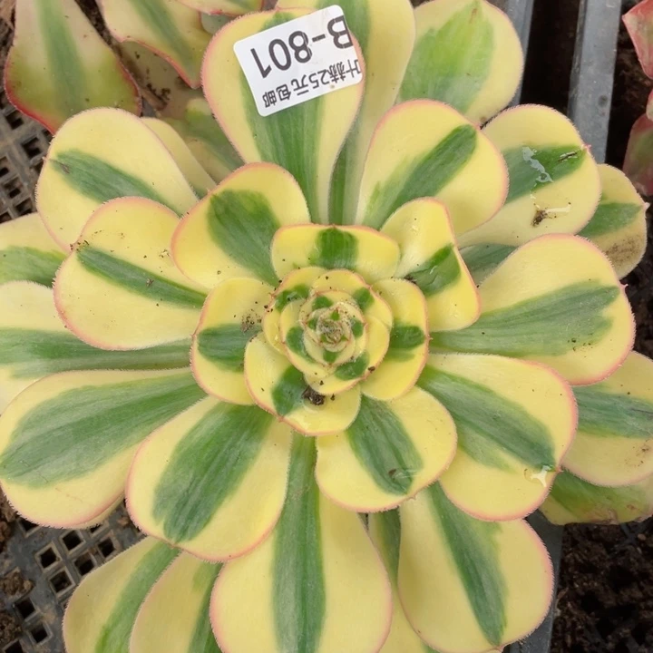 801王妃多肉12345678