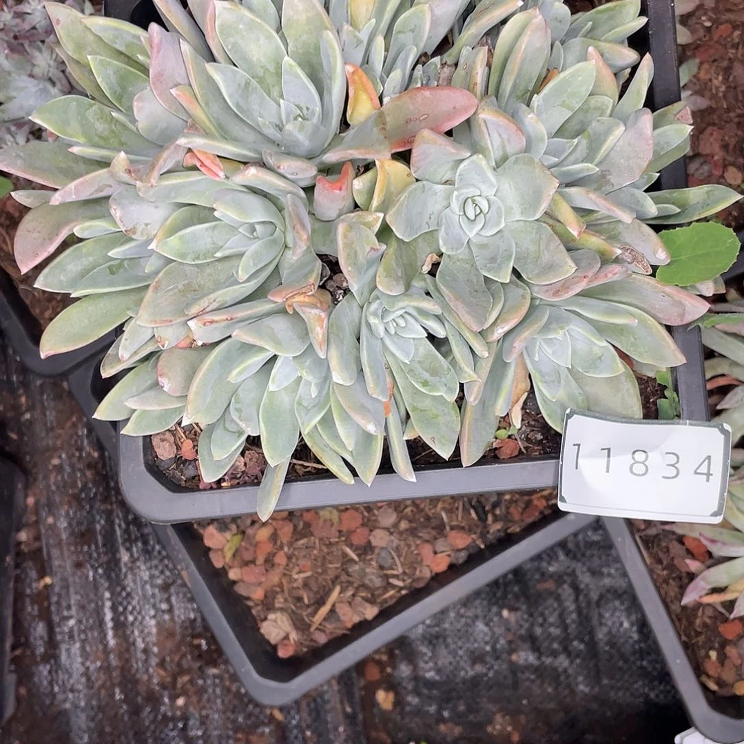 程*泡芙多头老桩11834