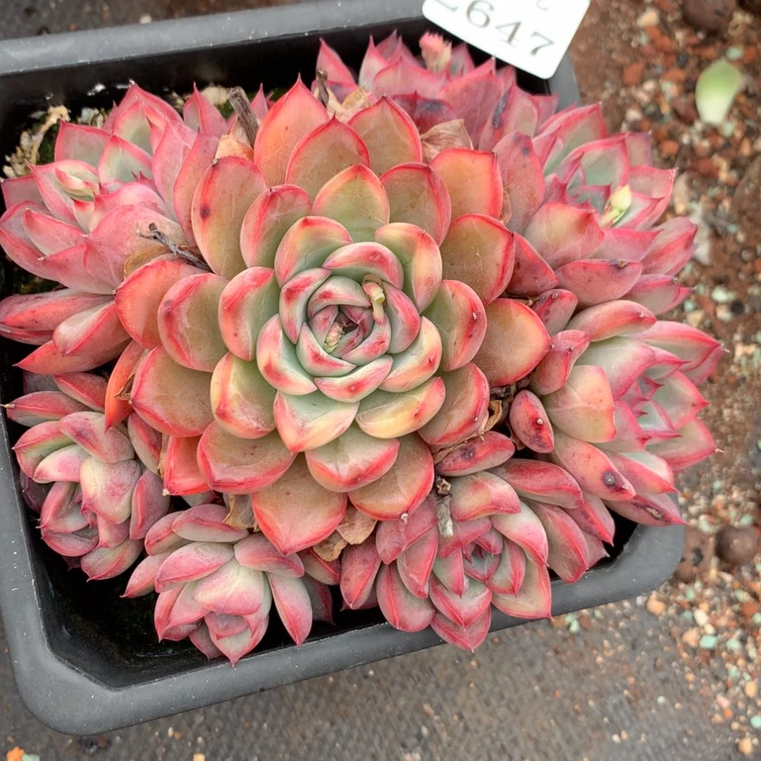 2647新年快乐发发发