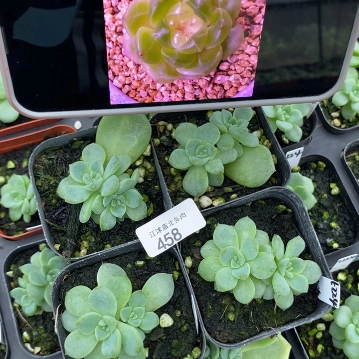 标458甜心224一个量拍