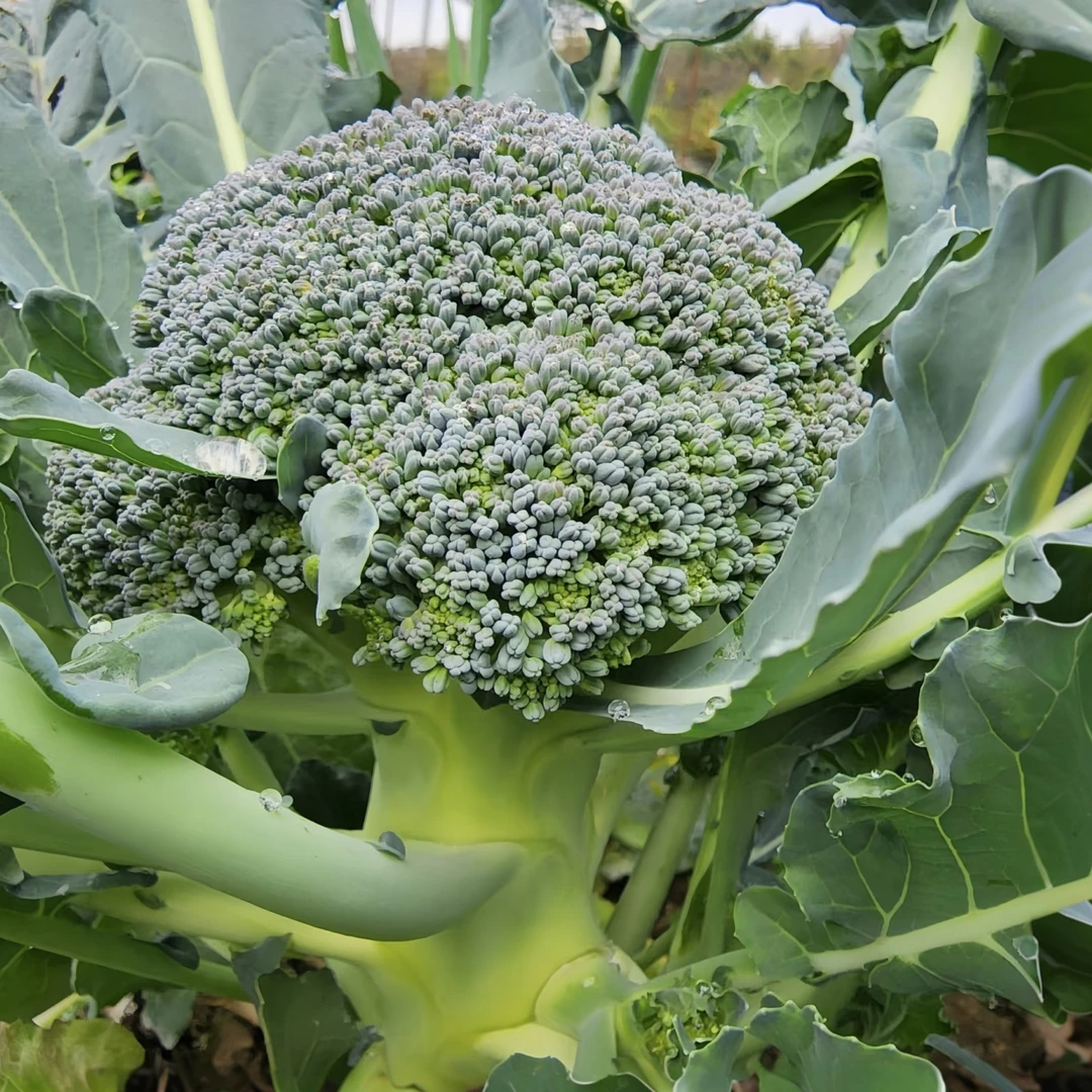 新鲜西兰花秧苗露天种植时令蔬菜盆栽地栽现挖现发根粗苗壮基地发