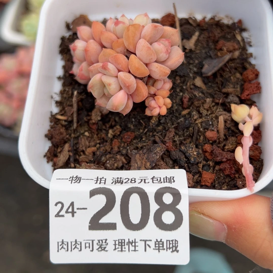 哆啦A梦单头多肉单头多肉