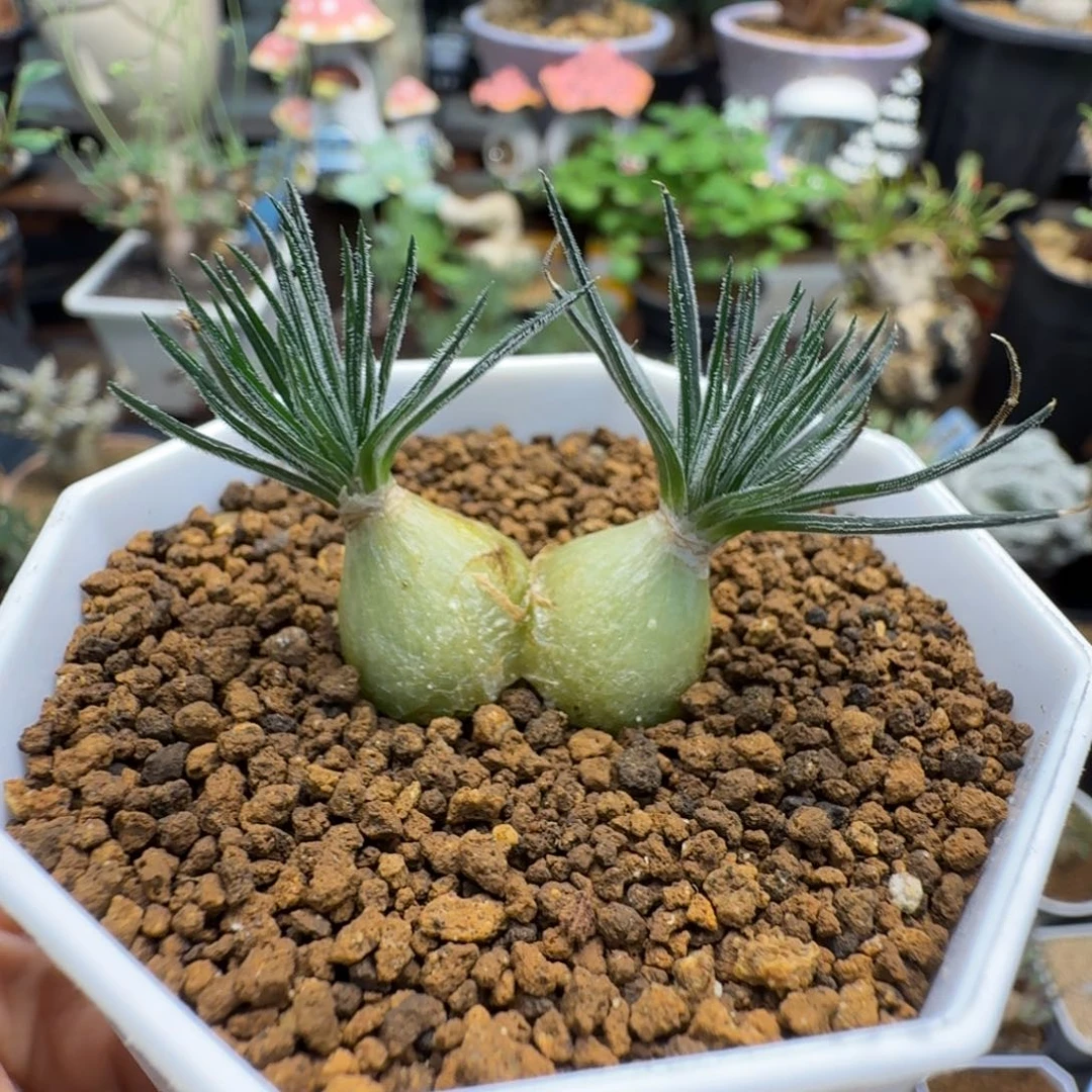 毛叶迷你海葱652仙人掌