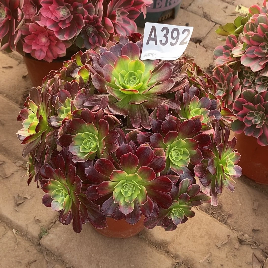 安娜多肉法师392多肉法师