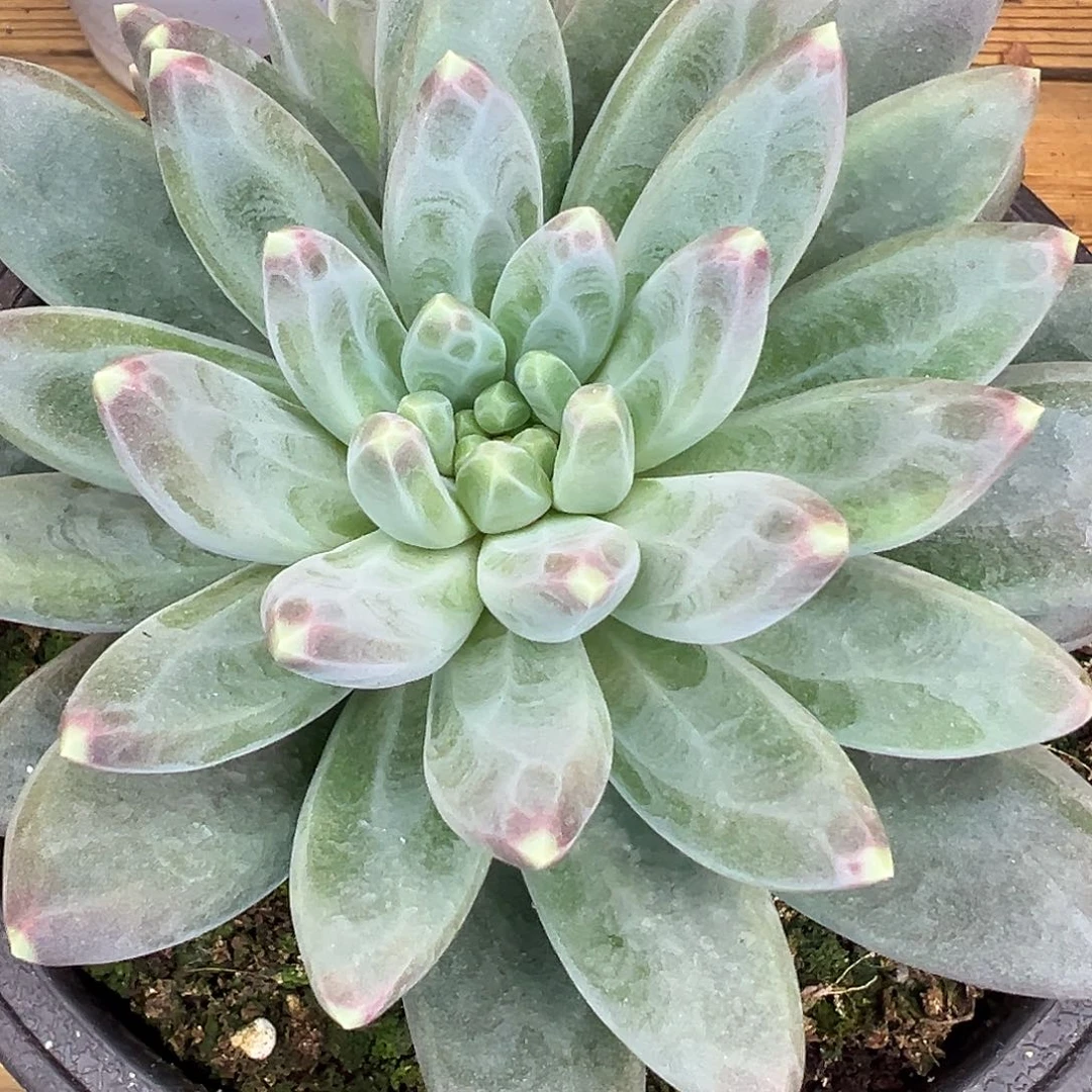 雪黛莉单头带崽，一物一拍